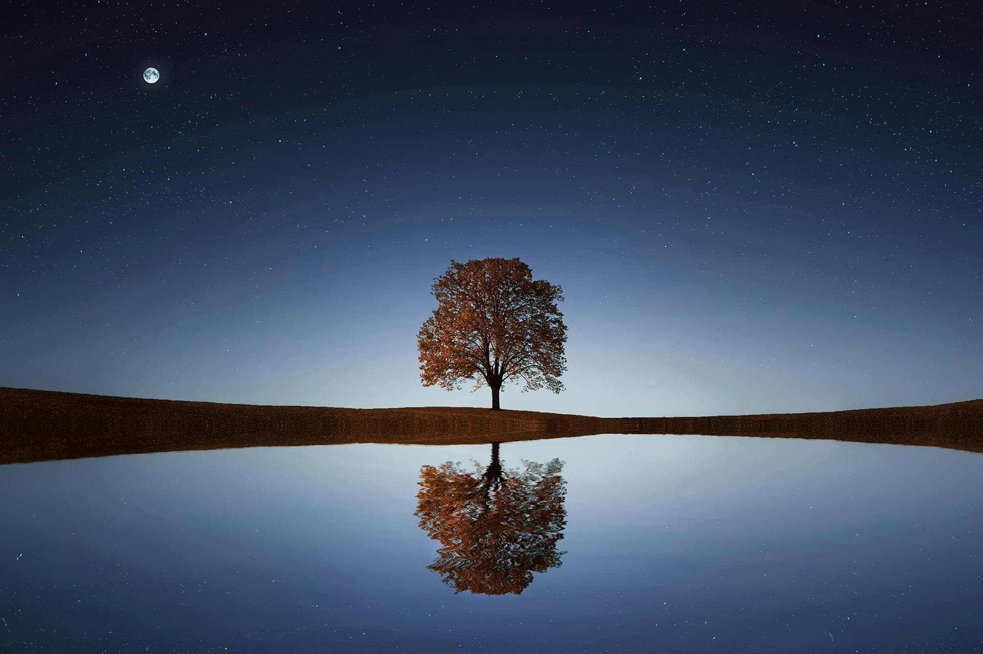 Tree In Between Ocean
