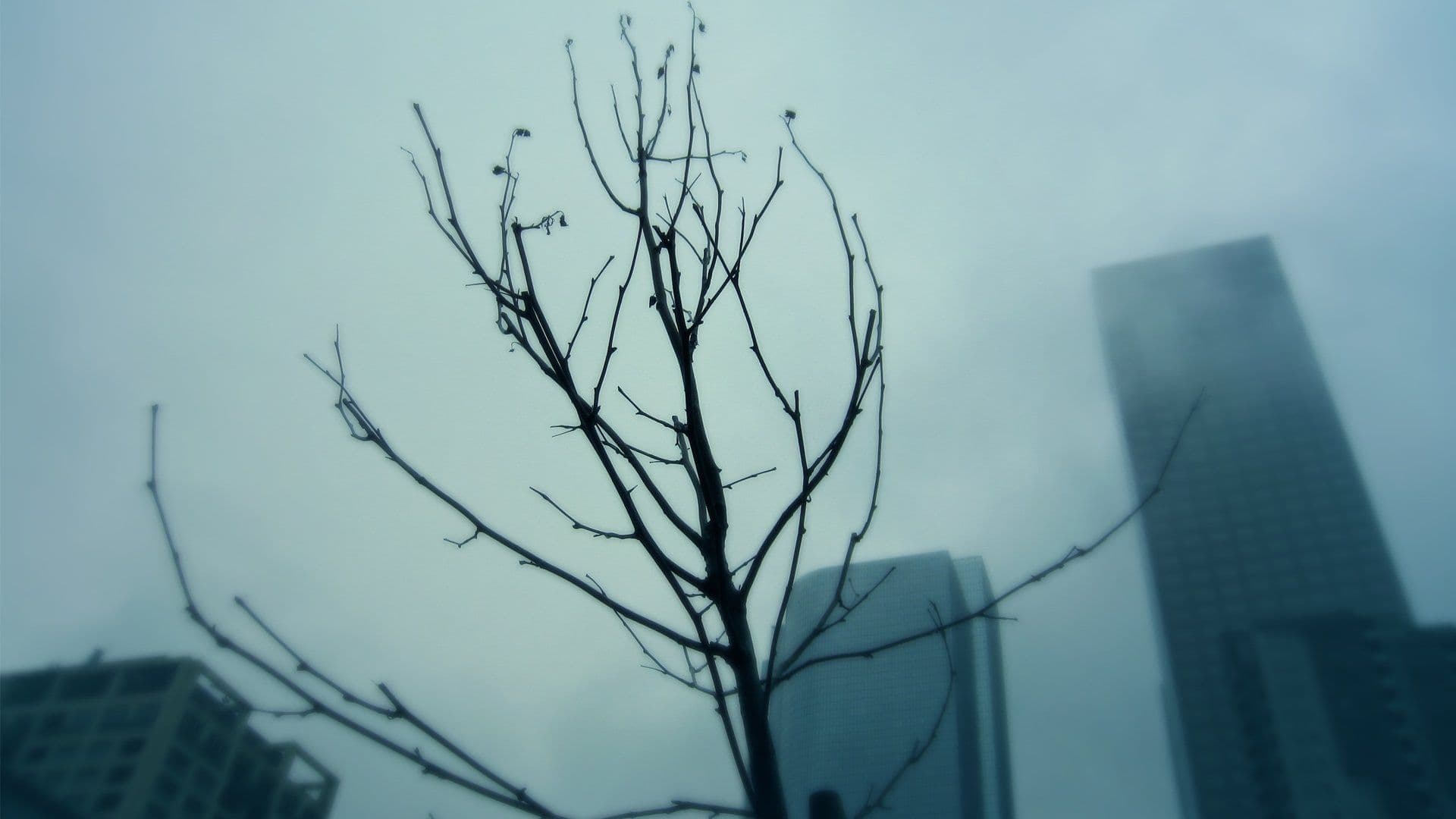 Blank Tree